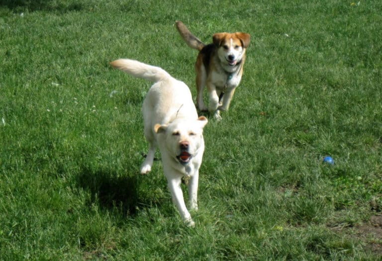 Benefits of a dog being off leash