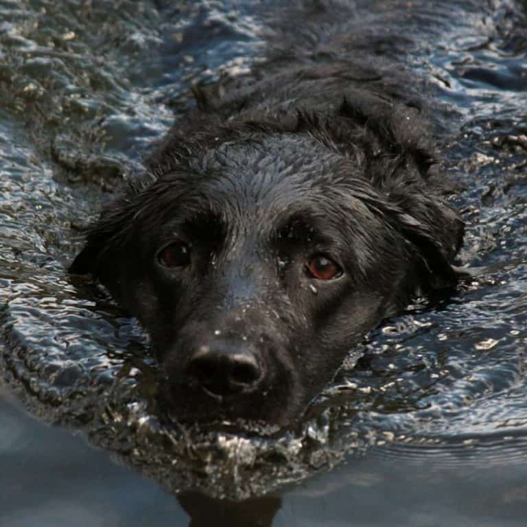 Summer swimming holes in Columbus for Dogs