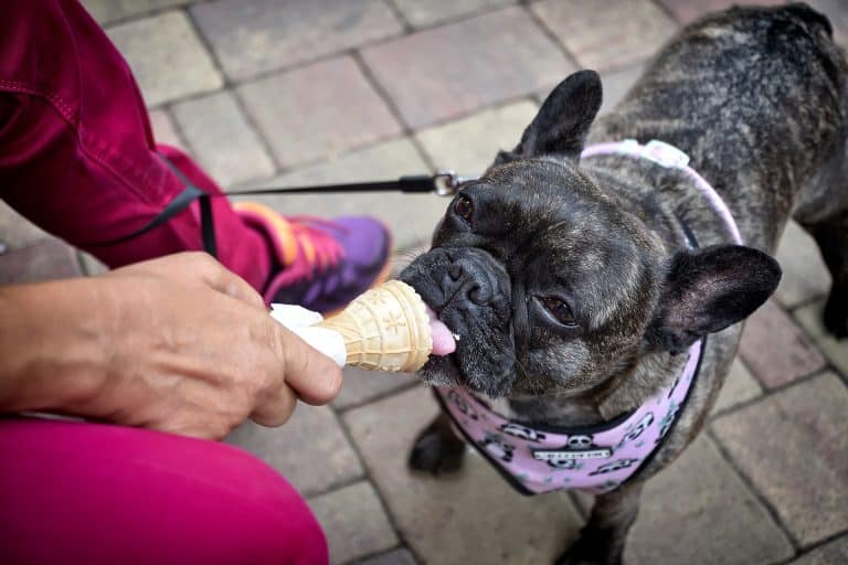 Frozen yogurt dog treat