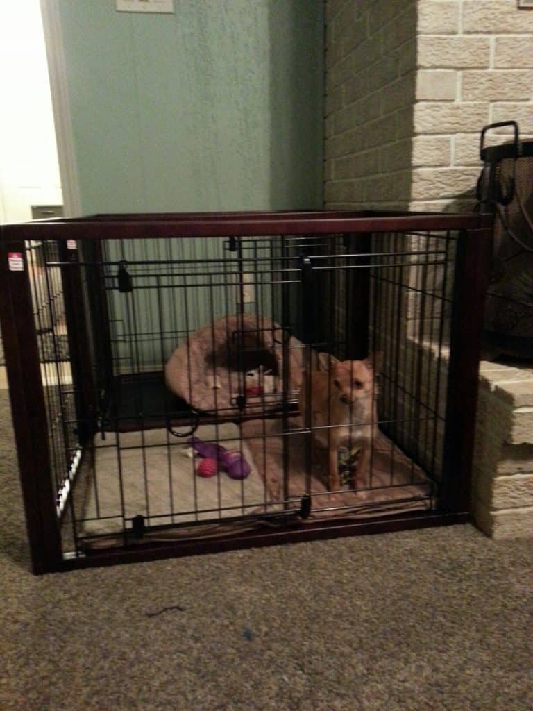 Selecting a dog crate