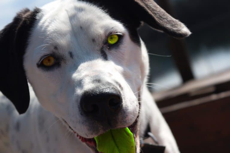 Indoor games and activities to calm your furry beast