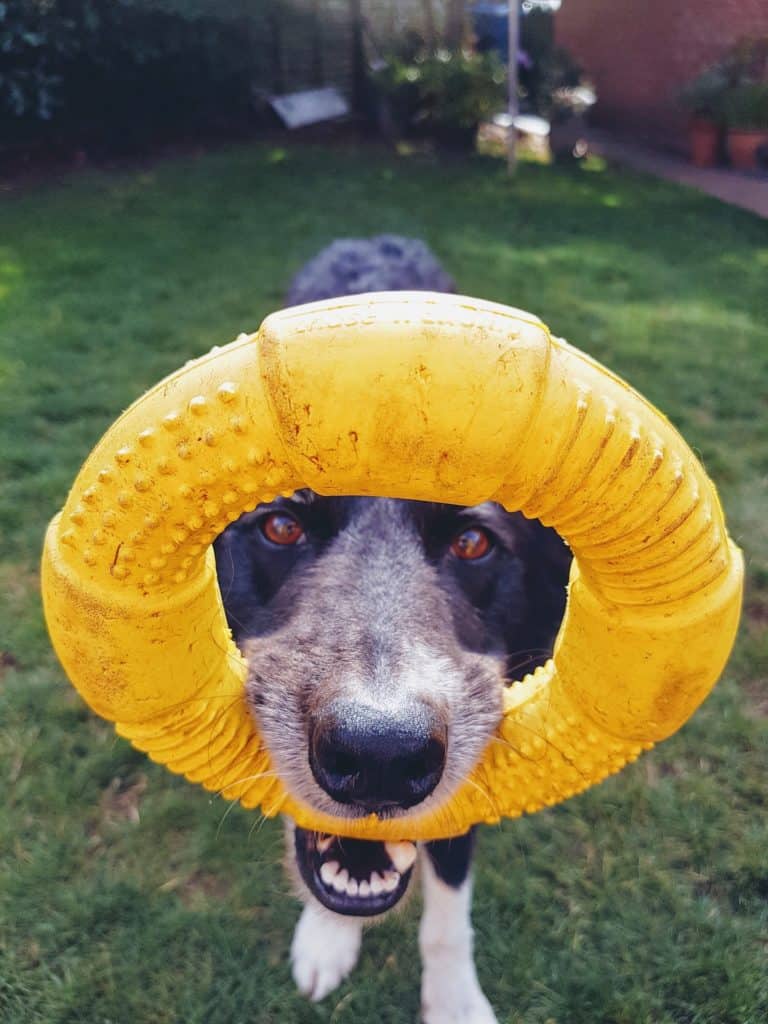 Why doesn’t my dog seem interested in their toys?