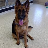 Dog Kennel Review:  Passion Four Paws