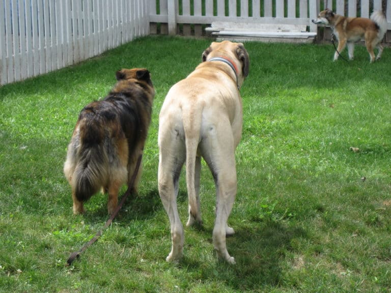 Trotters or Pacers?  What Gait Can You Tell About Your Dog