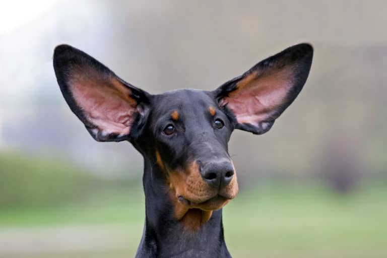 Understanding the Secret Language of Dogs: Evaluating a dog’s ears