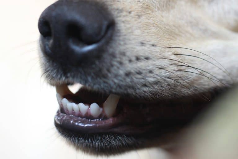 Pets have teeth too! The Importance of Brushing your Dog’s Teeth