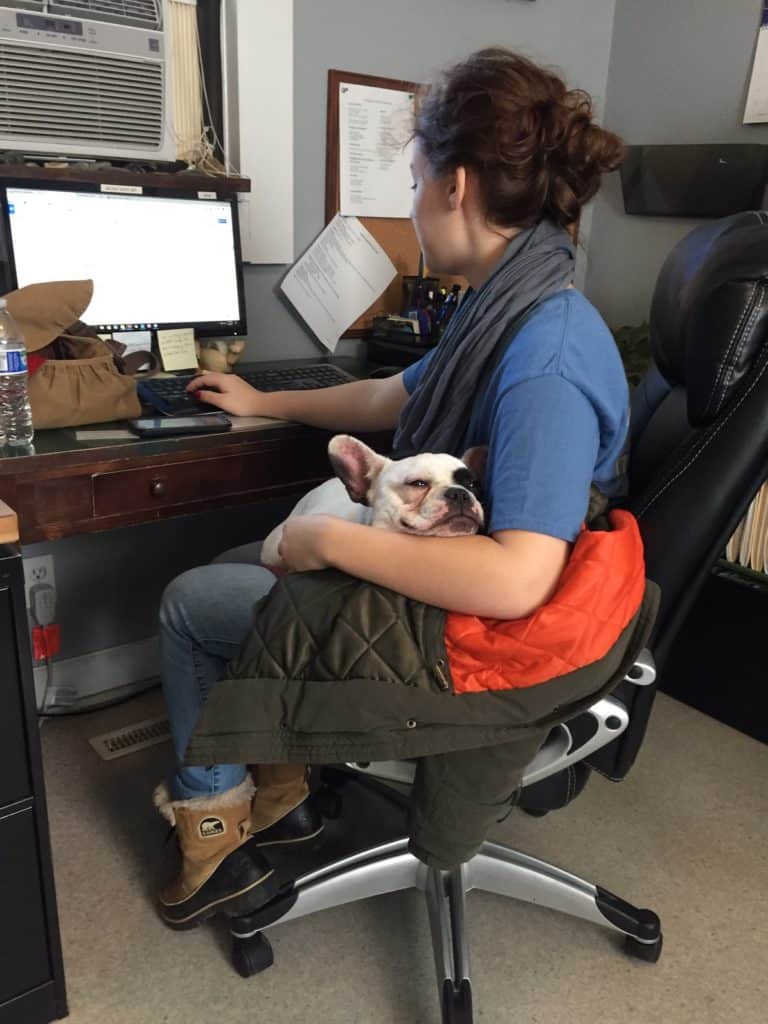 Checklist to make sure your dog is ready for the workplace