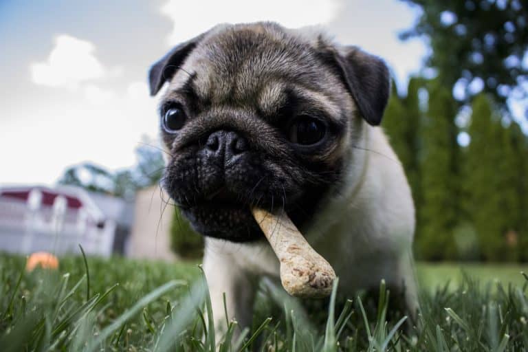 Getting your puppy through the “chew stage”
