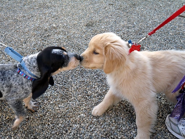 7 Behaviors to Look out for in a New Puppy
