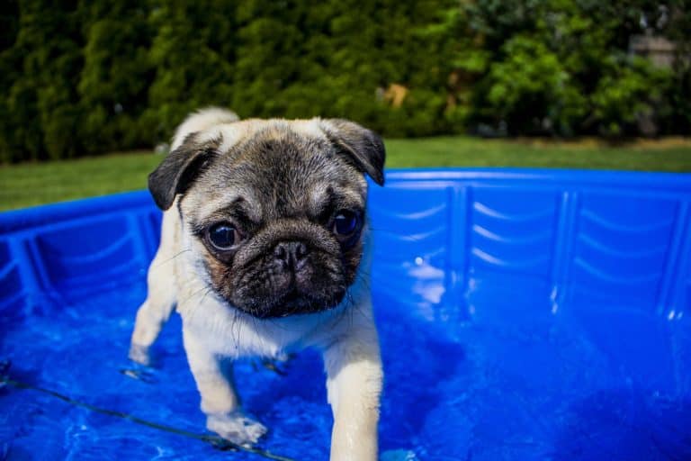 Is your dog afraid of water?  Here’s 4 steps to win him over