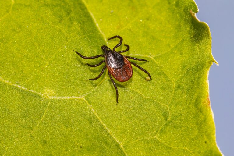 Black-Legged Deer Ticks In Ohio