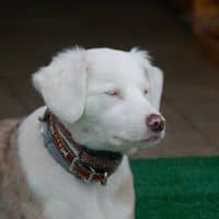 Training a Deaf Puppy Can Be Challenging, But Not Impossible