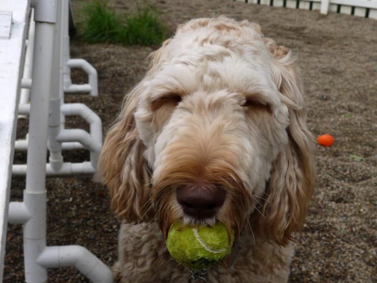 What to Look for When Considering a Boarding Facility for Your Dog