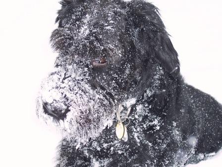 Coat Care for Dogs in the Winter