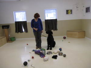 Woofie holding command with distractions