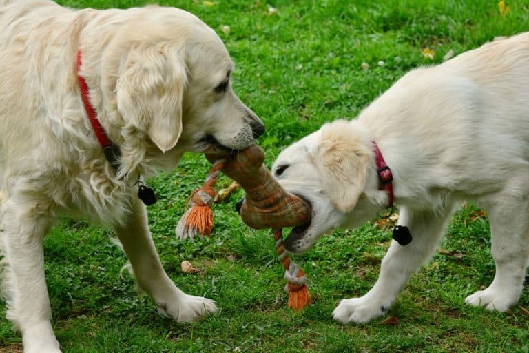 The 3 Best Dog Toys: One Trainer’s Take