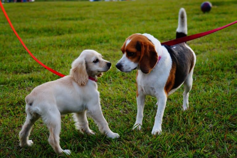 3 steps to introducing your dog to a new puppy