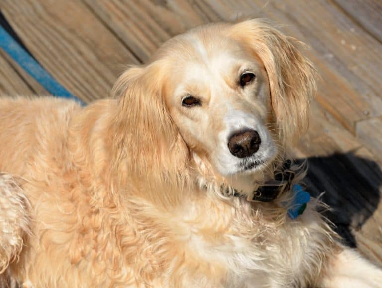 How to care for an older dog