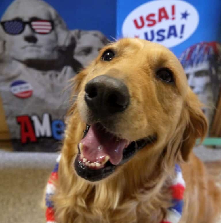 3 Fun and Easy Dog Training Tips for New Dog Owners