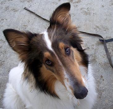 Coping with grief after your dog is gone