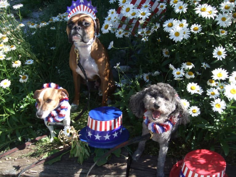 INDEPENDENCE DAY and your dog