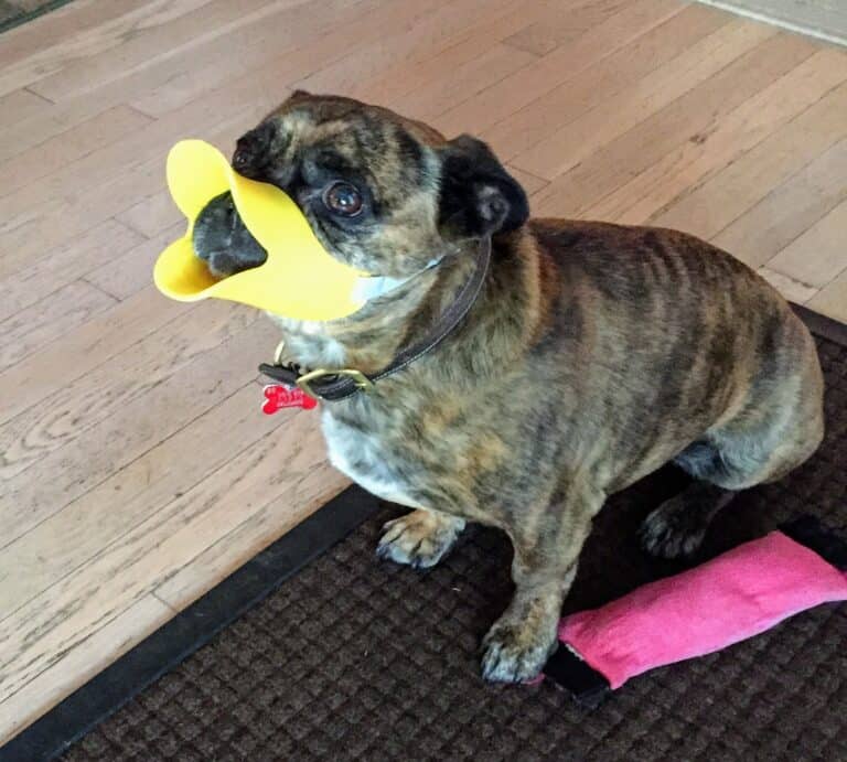 Quack: A Good Alternative to Muzzles for Dog