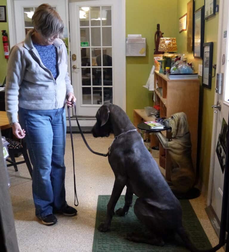 5 Tips for Dog Training Session Prep