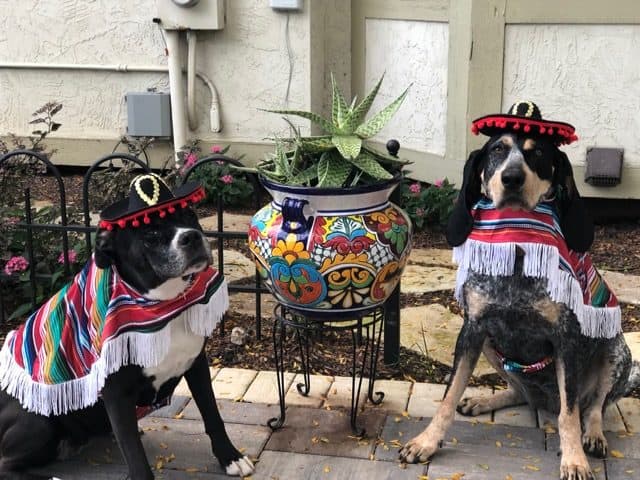 Introduce your dog to Halloween