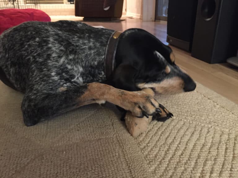 DOG PRODUCT REVIEW: Turkey legs for Dogs?