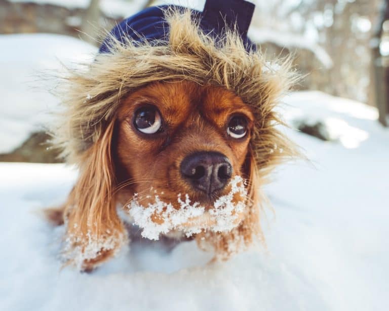 How to Prepare Your Dog for Winter