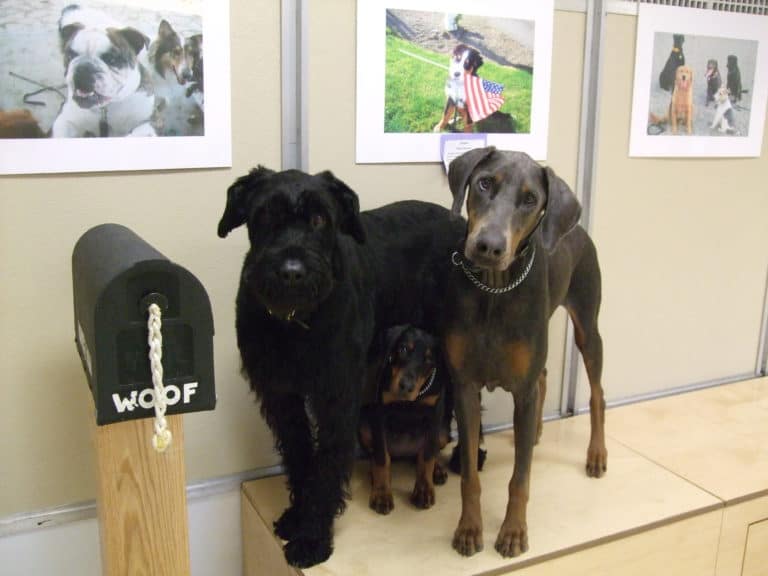 5 steps in performing a successful Canine Temperament Test