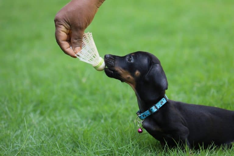 DOG TRICK: Teach your dog to clean up their toys