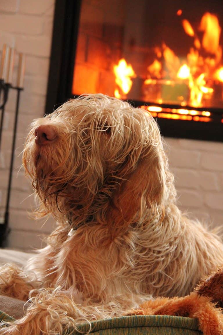 Preventing the “firebug” in your dog