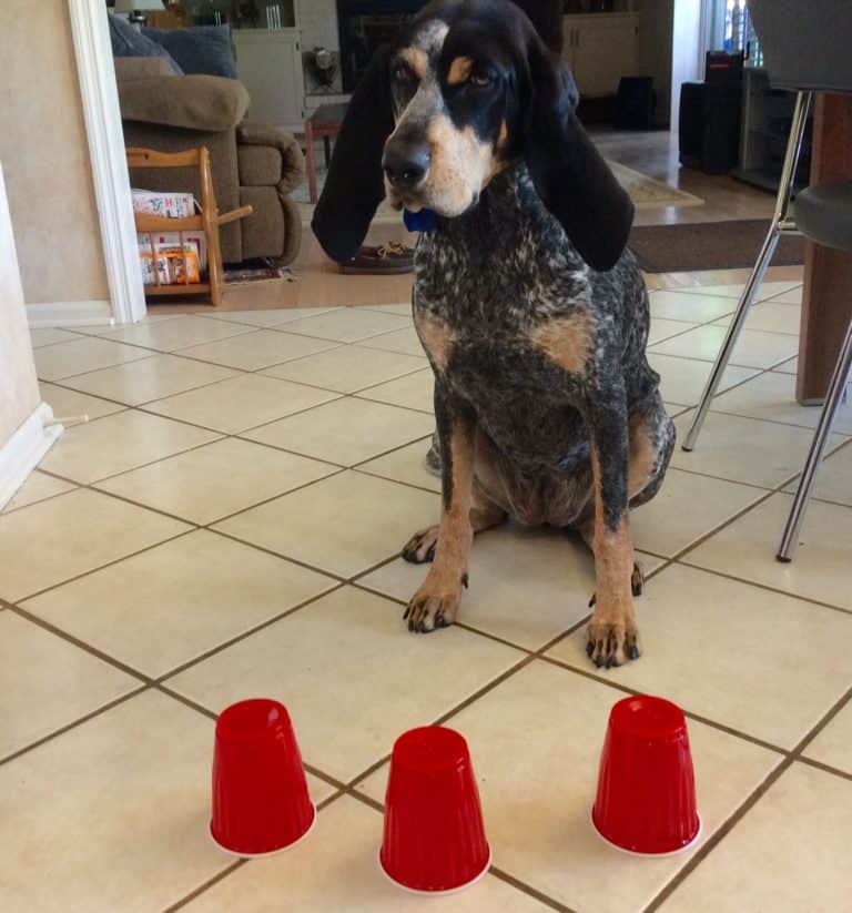 DOG TRICK: Which cup?