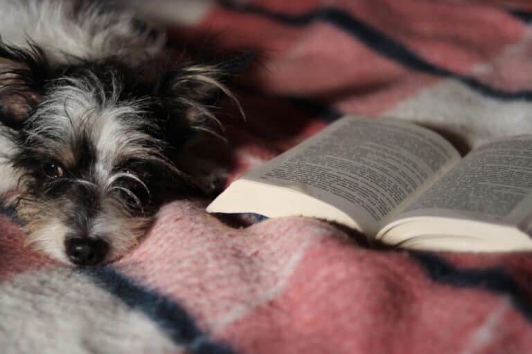 Books on Deaf Dogs