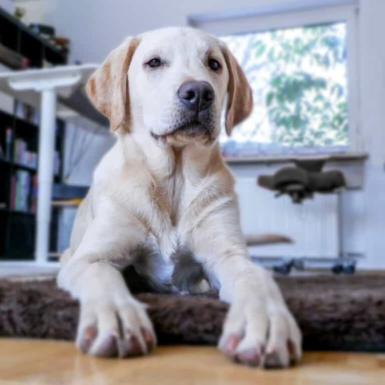 Helpful tips on moving to a new home with your dog
