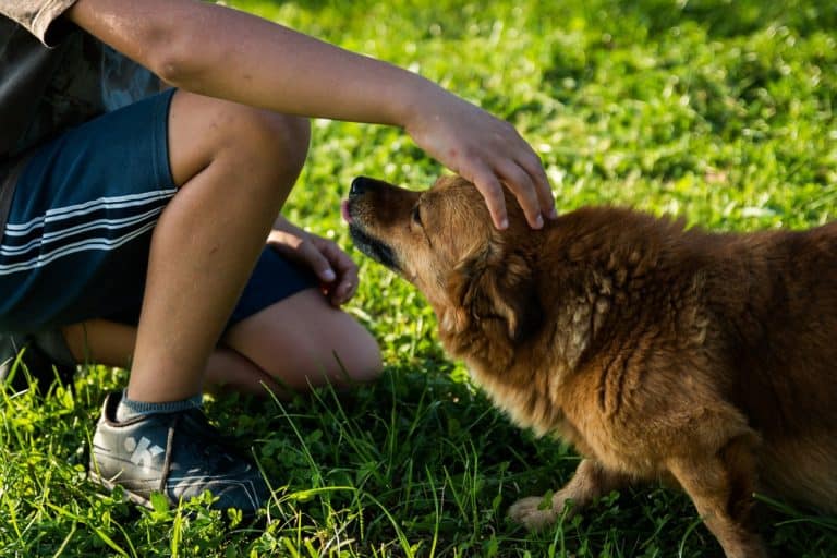 Knowing these 5 techniques on how to pet your dog should improve your relationship with him