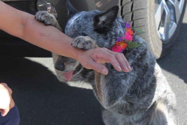 How To Teach Your Dog to “Pray”