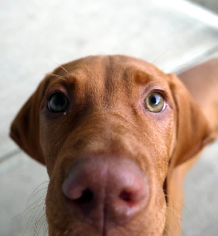 Dogs of Hungary: the breeds part 2