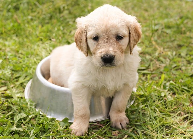 What is the right puppy for you?