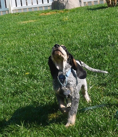 Looking for a Quality Raw Dog Food?