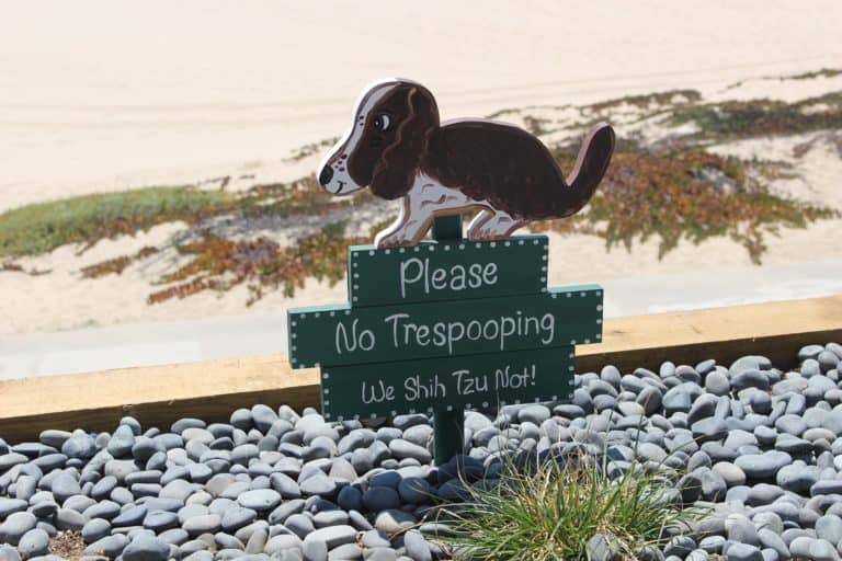 Is Disposal Of Dog Feces Your Worst Enemy? 5 Ways To Defeat It