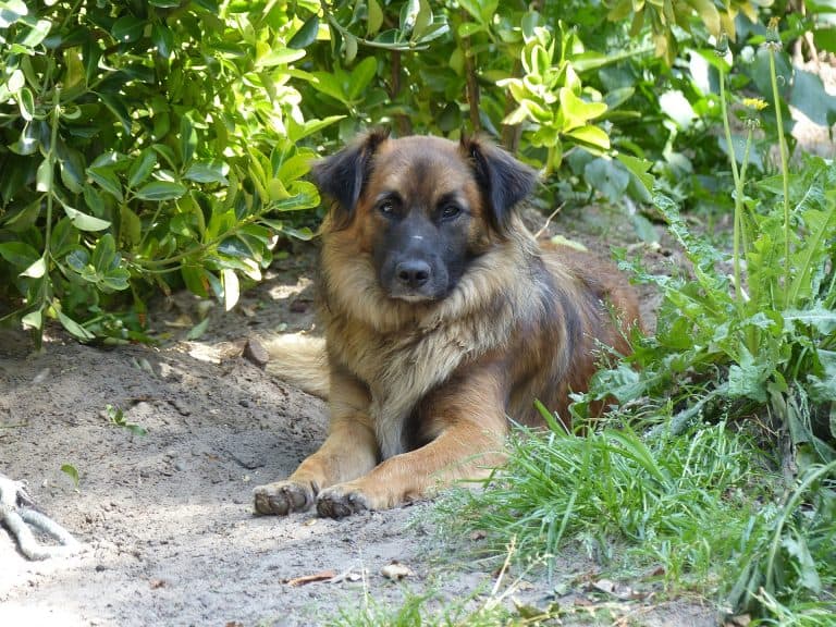 Commands to use in the Garden with your Dog