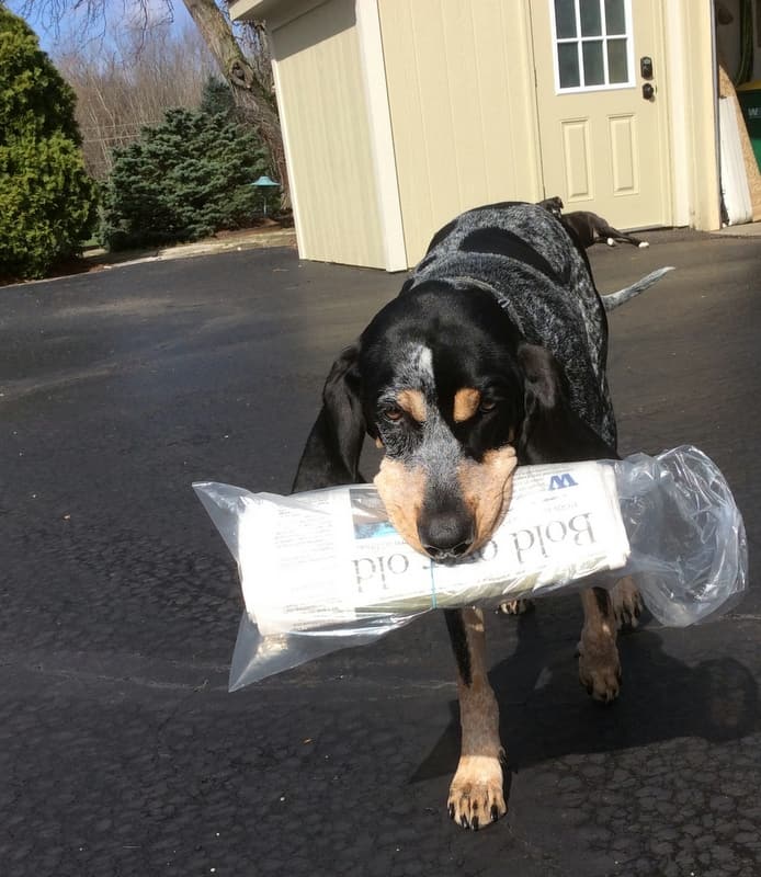 DOG TRICK: Getting the newspaper (or mail)