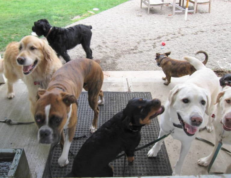 Why do you want to get a dog?