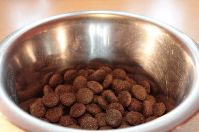 5 Questions to Ask Yourself a Dog Food