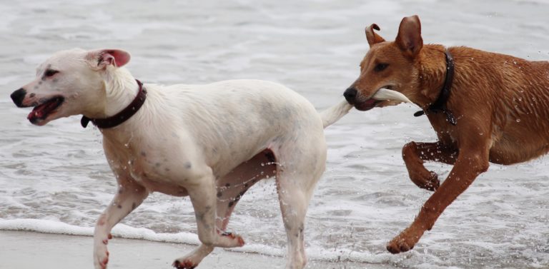 Beach Safety 101: How to keep your dog safe at the beach