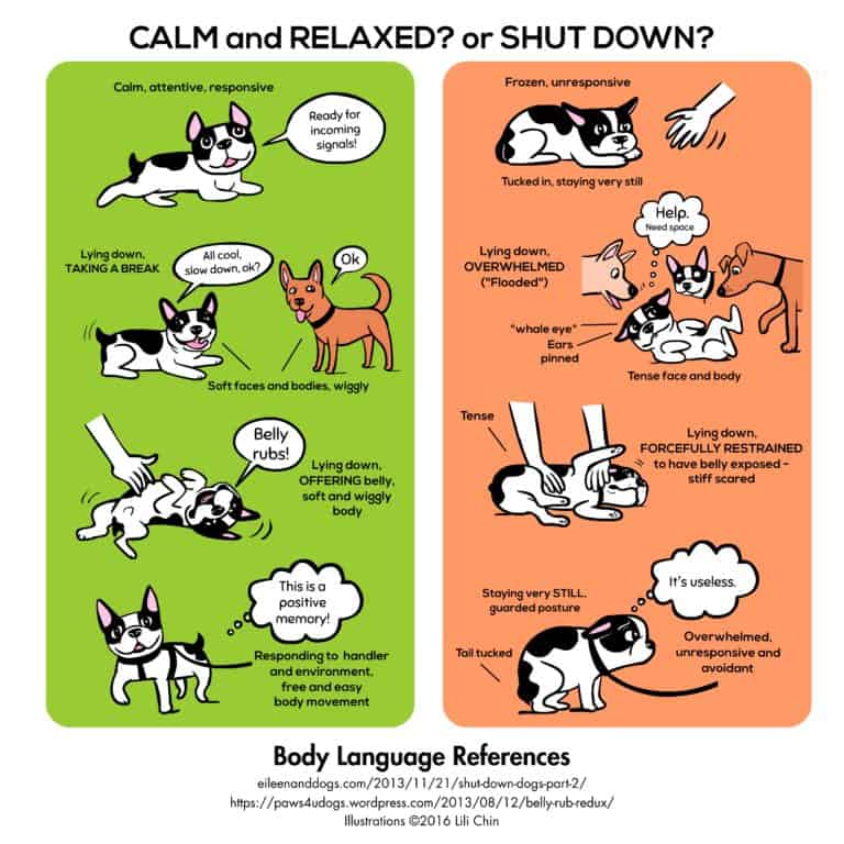 DOG PRODUCT REVIEW: Doggie drawings that educate