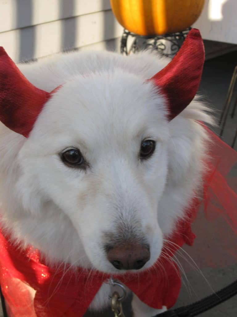 A safe and Happy Halloween for your dog