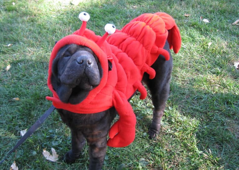 Preparing your dog for Ghosts and Goblins